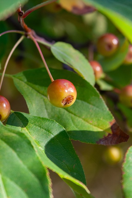 瓜迪奥拉的 瓜迪奥拉的